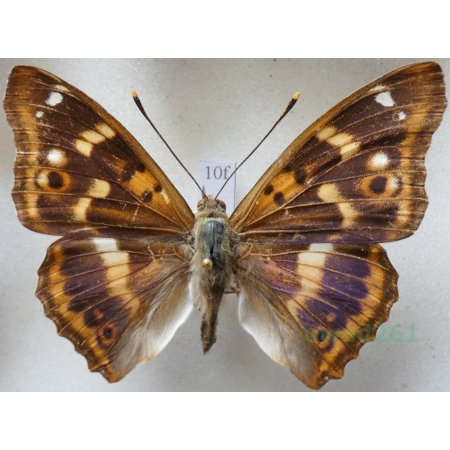 Apatura ilia f. clytie Mieniak strużnik Czech10f